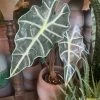 FENG SWAY Elephant Ear Alocasia ~ Live Plant LIVE PLANTS