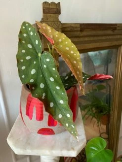 Feng Sway RARE Angel Wing Begonia ~ Live Plant 13 Feng Sway RARE Angel Wing Begonia ~ Live Plant