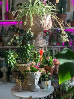 Feng Sway LIVE PLANTS Bromeliad ~ Live Plant