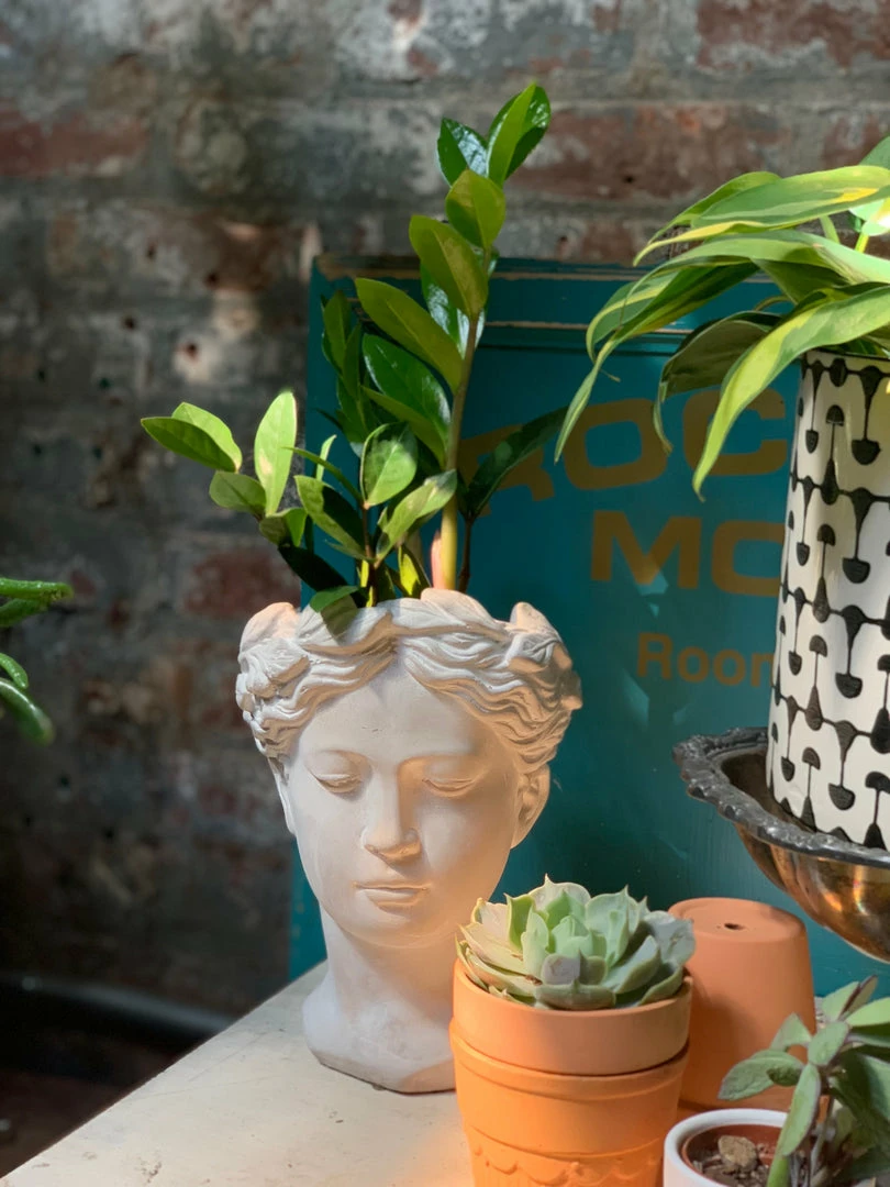 Feng Sway LIVE PLANTS PRE-ORDER ZZ Top ~ Live Plant 4 Feng Sway LIVE PLANTS PRE-ORDER ZZ Top ~ Live Plant