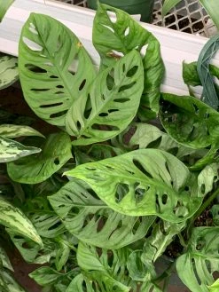 FENG SWAY LIVE PLANTS PRE-ORDER Swiss Cheese Vine ~ Live Plant