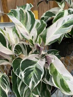 Feng Sway RARE White Fusion Calathea ~ LIVE PLANT LIVE PLANTS