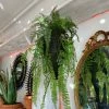 Feng Sway Exclusive Faux Kokedama Fern Plant FAUX + PRESERVED