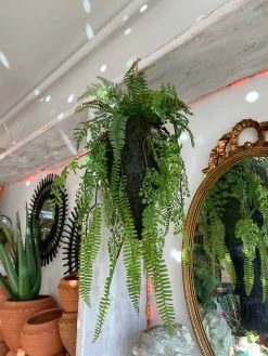 Feng Sway Exclusive Faux Kokedama Fern Plant FAUX + PRESERVED