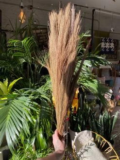 Feng Sway Tiger Grass Bundle 10 Feng Sway Tiger Grass Bundle