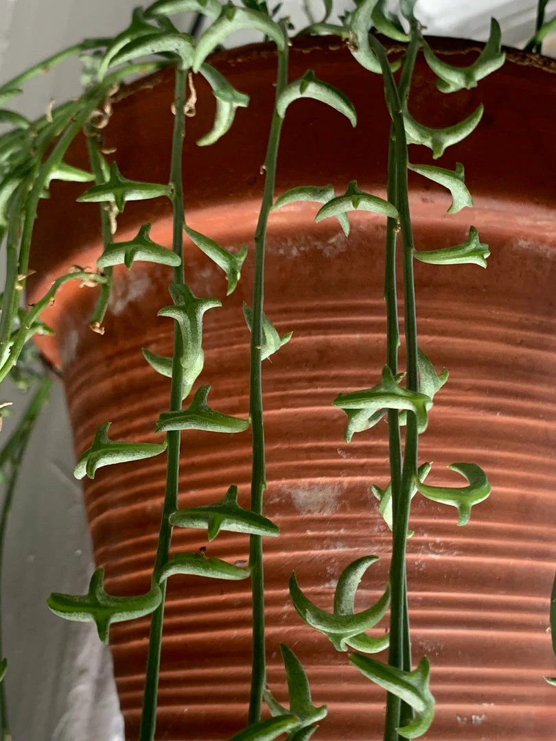 Feng Sway String Of Dolphins ~ Live Plant LIVE PLANTS 4 Feng Sway String Of Dolphins ~ Live Plant LIVE PLANTS