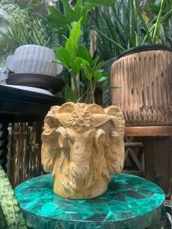 Feng Sway Italian Rams Head Planter 4-5" POTS