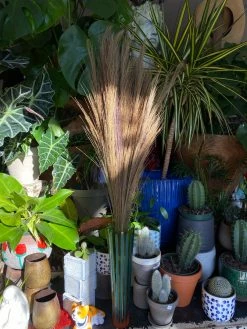 Feng Sway Tiger Grass Bundle