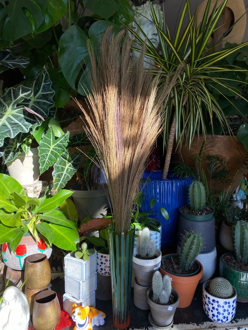 Feng Sway Tiger Grass Bundle 3 Feng Sway Tiger Grass Bundle