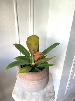 FENG SWAY PRE-ORDER Polynesian Sunset Philodendron ~ Live Plant LIVE PLANTS