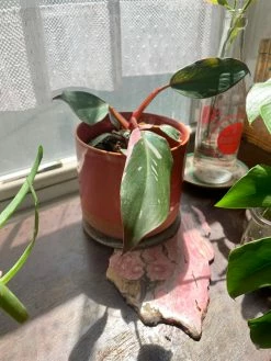 Feng Sway RARE Pink Princess Philodendron ~ Live Plant LIVE PLANTS 8 Feng Sway RARE Pink Princess Philodendron ~ Live Plant LIVE PLANTS