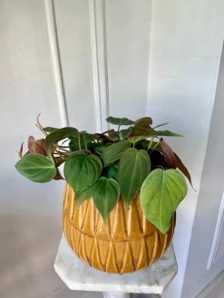 Feng Sway 70s Vibes Mustard Texture Pot