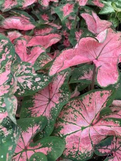 FENG SWAY LOCAL PICK UP ONLY Heart Of Jesus Caladium ~ Live Plant