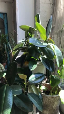 Feng Sway PRE-ORDER FOR PICK UP 10” Rubber Tree ~ Live Plant LIVE PLANTS