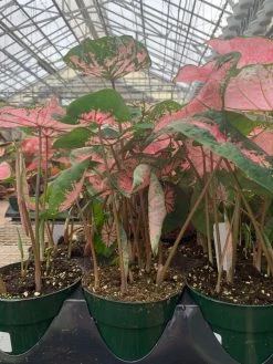 FENG SWAY LOCAL PICK UP ONLY Heart Of Jesus Caladium ~ Live Plant