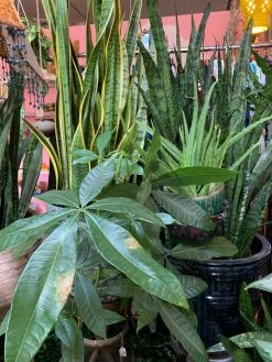 Feng Sway LIVE PLANTS Snake ~ Live Plant