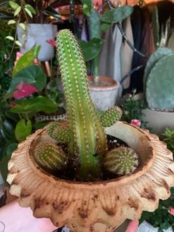 FENG SWAY LIVE PLANTS PRE-ORDER 4” Exotic Succulent And Cacti ~ Live Plant