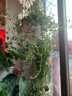 Feng Sway String Of Dolphins ~ Live Plant LIVE PLANTS 17 Feng Sway String Of Dolphins ~ Live Plant LIVE PLANTS