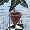 Feng Sway Exclusive Terra-Cotta Planter With Iron Stand ALL POTTERY