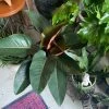 FENG SWAY PRE-ORDER FOR PICK UP 10" Philodendron Rojo ~ Live Plant LIVE PLANTS 1 FENG SWAY PRE-ORDER FOR PICK UP 10" Philodendron Rojo ~ Live Plant LIVE PLANTS