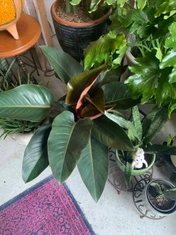 FENG SWAY PRE-ORDER FOR PICK UP 10" Philodendron Rojo ~ Live Plant LIVE PLANTS