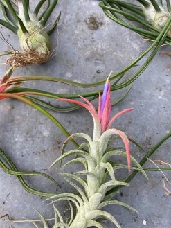 Feng Sway Air Plant FUN