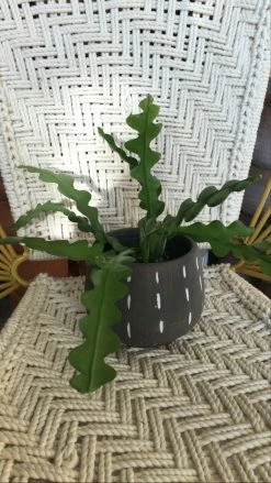 Feng Sway Ric Rac Cactus ~ Live Plant LIVE PLANTS