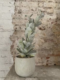 Feng Sway Exclusive PET-FRIENDLY Climbing Faux Succulent