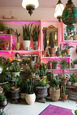 Feng Sway LIVE PLANTS Snake ~ Live Plant