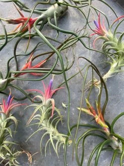 Feng Sway Air Plant FUN
