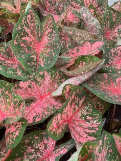 FENG SWAY LOCAL PICK UP ONLY Heart Of Jesus Caladium ~ Live Plant
