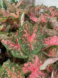 FENG SWAY LOCAL PICK UP ONLY Heart Of Jesus Caladium ~ Live Plant