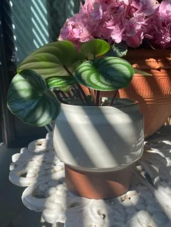 Feng Sway Stogie Pots ~ 3 Sizes 4-5