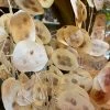 Feng Sway Creamy White Lunaria Flower Bundle DRIED FLORALS + FEATHERS