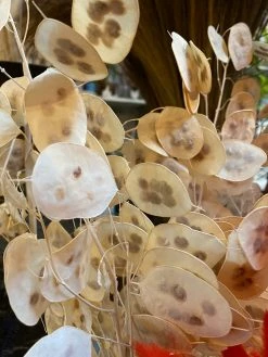 Feng Sway Creamy White Lunaria Flower Bundle DRIED FLORALS + FEATHERS