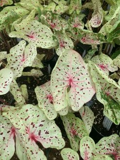 FENG SWAY LOCAL PICK UP ONLY Heart Of Jesus Caladium ~ Live Plant