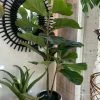 Feng Sway Exclusive Faux Fiddle Fig Tree In Pot