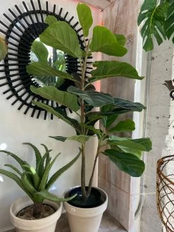 Feng Sway Exclusive Faux Fiddle Fig Tree In Pot