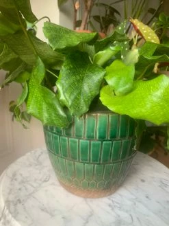 Feng Sway Calathea Network ~ RARE LIVE PLANT LIVE PLANTS