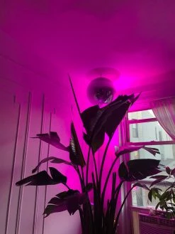 FENG SWAY PRE-ORDER FOR PICK UP 10”-14” Bird Of Paradise ~ Live Plant