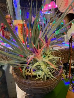 Feng Sway Air Plant FUN