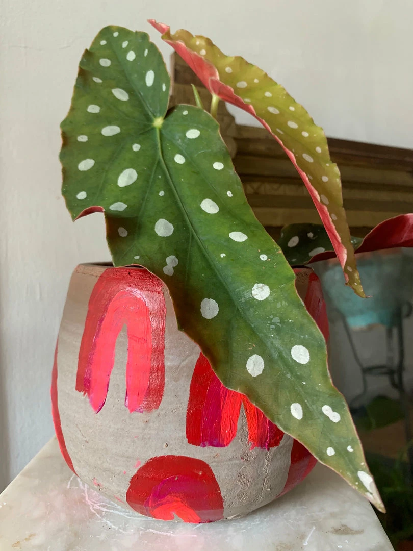 Feng Sway RARE Angel Wing Begonia ~ Live Plant 6 Feng Sway RARE Angel Wing Begonia ~ Live Plant