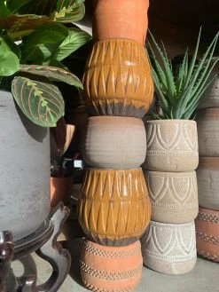 Feng Sway Hedgehog Aloe ~ Live Plant LIVE PLANTS