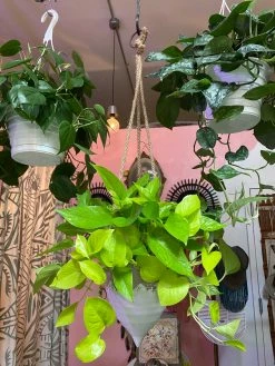 Feng Sway Dipped Cone Hanging Planter 6-7" POTS