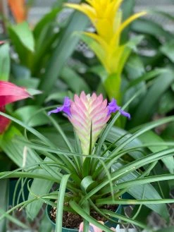 Feng Sway LIVE PLANTS Bromeliad ~ Live Plant