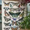 Feng Sway Exclusive Canvas Butterfly Wall Hanging ALL HOME DECOR + ODDITIES