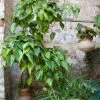 Feng Sway PRE-ORDER Philodendron Brasil ~ Live Plant LIVE PLANTS
