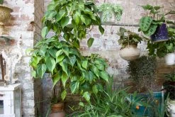 Feng Sway PRE-ORDER Philodendron Brasil ~ Live Plant LIVE PLANTS