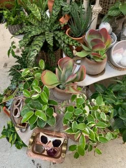 Feng Sway Mexican Terra Cotta Ombré Pot 4-5