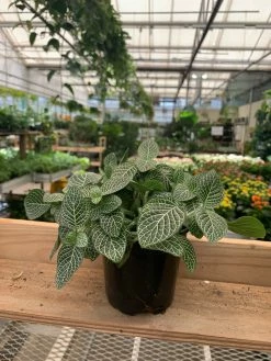 Feng Sway PRE-ORDER Silver Fittonia ~ Live Plant LIVE PLANTS